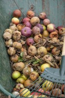 Windfall Apples in september, tidying up in the garden
