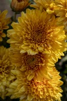 Chrysanthemum 'Gompie Bronze'