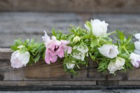 Harvested cut flowers for arrangement. White and light pink Anemones 