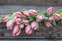 Harvested tulips for arrangement.Tulipa 'Pretty Princess'
