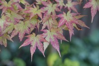 Acer palmatum 'Sango-Kaku' - October