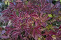 Paeonia leaves turning red - October
