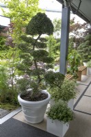 Cloud trees in The Lexus Kansho-niwa Experience garden at BBC Gardener's World Live 2022