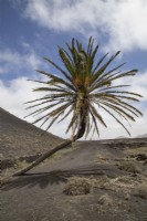Palm tree - Arecaceae -growing in volcanic soil