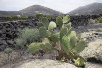 Opuntia - Prickly pear growing in the desert
