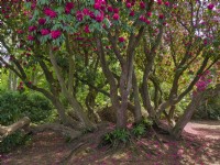 Rhododendron at Sheringham Park Norfolk UK