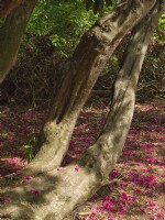Rhododendron at Sheringham Park Norfolk UK
