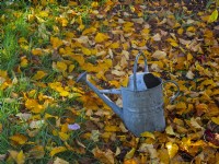 Acer davidii grosseri fallen leaves and watering can in November