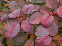 Rain drops on the foliage of Cotinus coggygria - Smoke Bush