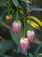 Crinodendron hookerianum 'Ada Hoffmann' November
