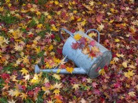 Liquidambar styraciflua - sweet gum leaves  and  watering can in autumn