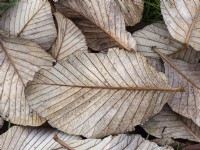 Sorbus hedlundii  fallen leaves