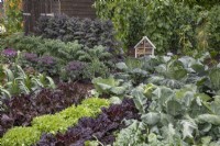Beds of brassicas and lettuce with insect hotel