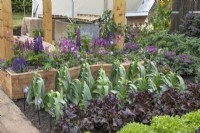 View over bed of lettuce and leeks to a raised bed of purple flowers including lupins