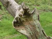 Fallen oak trunk at Sheringham Park Norfolk UK