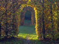 Fagus sylvatica - Beech hedge arch