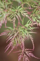 Acer palmatum 'Emerald Lace'. Summer.