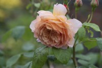 Rosa 'Grace' - Auskeppy