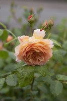 Rosa 'Grace' - Auskeppy