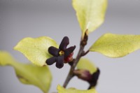 Pittosporum tenuifolium 'Cratus'. Spring. 