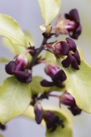 Pittosporum tenuifolium 'Cratus'. Spring. 