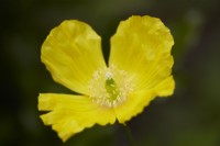 Yellow poppy flower. Welsh Poppy. Summer.