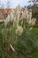 Cortaderia selloana-Pampas grass in a garden, autumn
