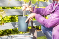 Woman removing grapevine from the bucket of water