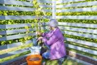 Woman removing grapevine from the bucket of water