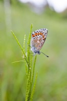 Polyommatus icarus - Male Common Blue Butterfly