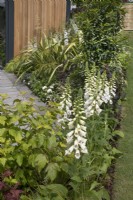 White digitalis in the Nurture Through Nature Garden at BBC Gardener's World Live 2022