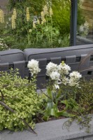Ornithogalum in the Nurture Through Nature Garden at BBC Gardener's World Live 2022