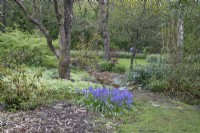 Bluebell Arboretum, May