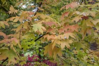 Acer saccharum var. Leucoderme at Bodenham Arboretum, October
