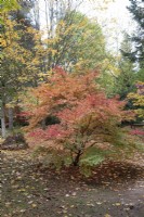 Acer palmatum 'Kasen Nishiki' at Bodenham Arboretum, October