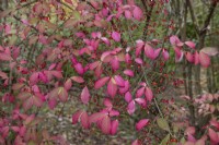 Euonymus alatus at Bodenham Arboretum, October