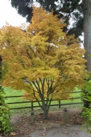 Acer palmatum 'Sango-Kaku' at Bodenham Arboretum, October