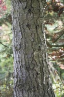 Abies procera bark - Noble Fir at Bodenham Arboretum, October