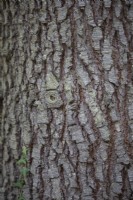 Cedrus Libani ssp. Atlantica bark at Bodenham Arboretum, October