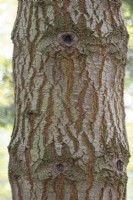 Abies Concolor bark at Bodenham Arboretum, October