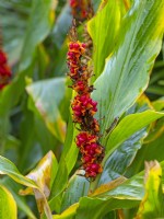 Hedychium densiflorum 'Assam Orange' - Ginger lily with red berries