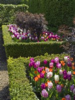 Box edged border of tulips and Sambucus nigra Black Lace - Black Elder