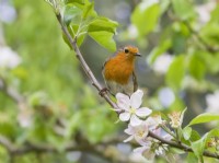 Erithacus rubecula - Robin perched in apple blossom