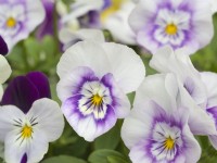 Viola cornuta - Sorbet