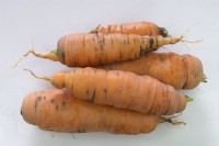 Daucus carota subsp. carota 'Mohre' 
Five freshly harvested carrots on a white background.