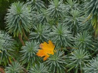 Euphorbia characias subsp. wulfenii - Mediterranean spurge autumn dew  November