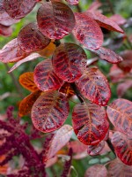 Cotinus coggygria - Smoke Bush leaves in early November