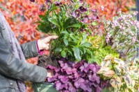 Woman planting Helleborus 'Victoria' in large metal container
