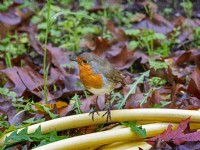 Robin Erithacus Rubecula  perched on garden hose November