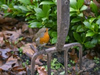Robin Erithacus Rubecula  resting on garden fork in winter